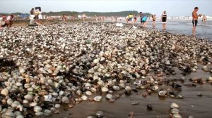 Море После Шторма! Едем за Ракушками на Шамору!