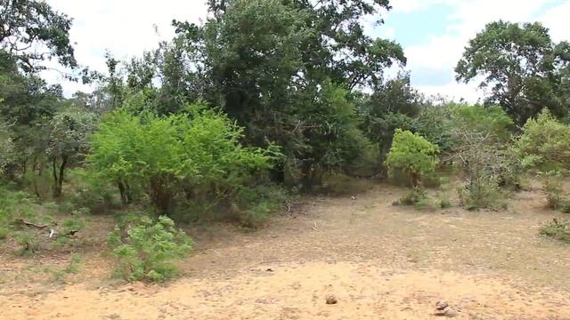 Sri-Lanka! Огромный национальный парк сафари YALA! Yala National Park! смотреть онлайн