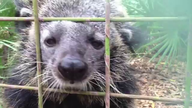 Большие кошки и зеркало смотреть онлайн