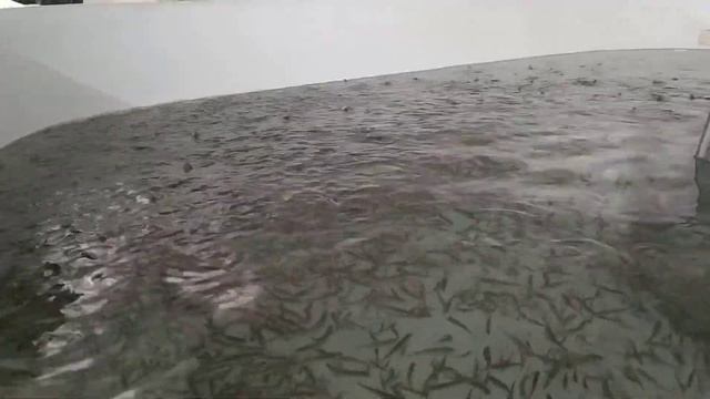 кормление малька активное питание смотреть онлайн
