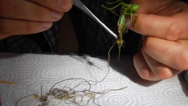 Жесть. Из насекомых выползают огромный черви паразиты. смотреть онлайн