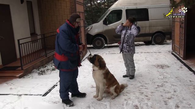 Сенбернар щенок ОКД, работа инструктора обучение хозяйки дрессировке собаки смотреть онлайн