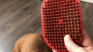 Такса линяет. Вычёсываю шерсть Моте