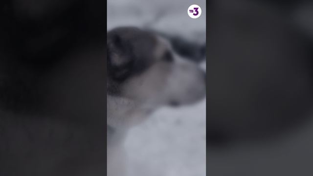 Собака спасла хозяев от пожара смотреть онлайн