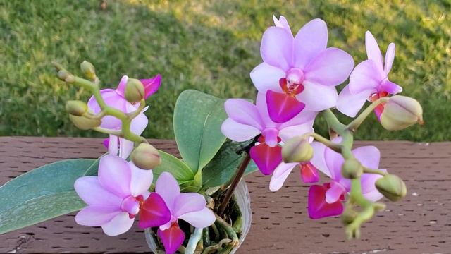小巧可爱香味甜美的迷你蝴蝶兰 Phalaenopsis Liu's cute Angel “可爱天使” смотреть онлайн