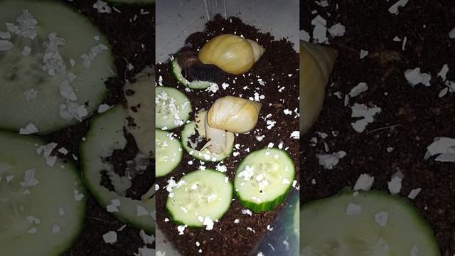 Улитки и яичная скорлупа смотреть онлайн