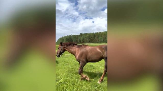 Верховая езда в МалиВур смотреть онлайн