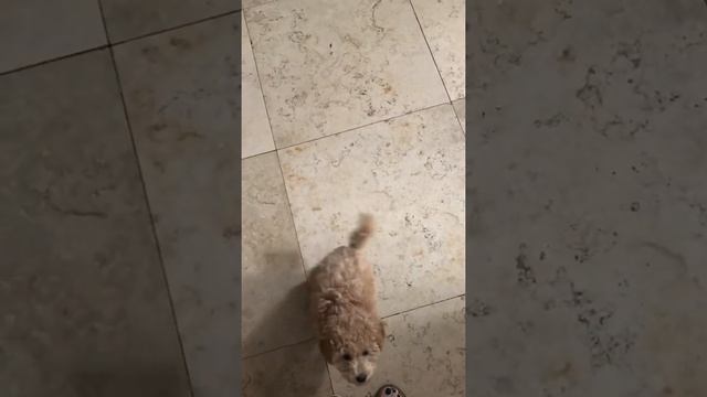 Дрессировка пуделя смотреть онлайн