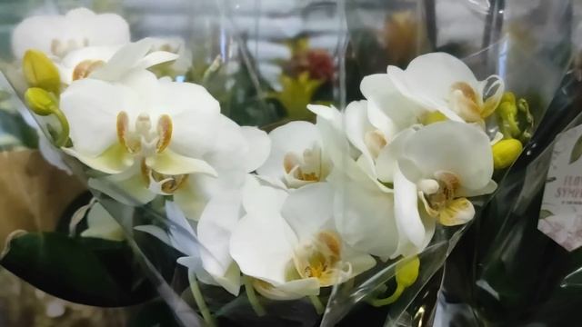 №627/ПЕРВАЯ поставка ОРХИДЕЙ этого ГОДА в с/ц на АТАРБЕКОВА. смотреть онлайн