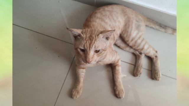 Cat Ginger (Part 1) смотреть онлайн