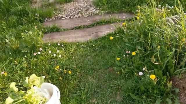 Крестоцветная блошка всё поела. Чем я буду с ней бороться. 21.05.23