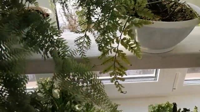 Грунт, полив, удобрение для папоротников смотреть онлайн