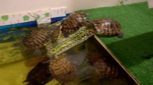 Спаривание красноухих черепах Лучика и Киры. / Mating red-eared turtles Ray and Kira.