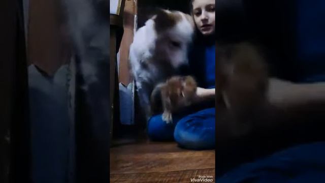 Знакомство кролика Кани с собакой Умой смотреть онлайн