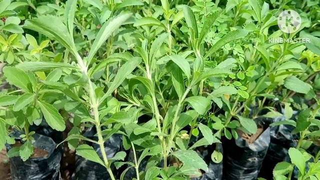 How To Grow Stevia Plants From Cutting, Propagation!How To Harvest And Save Stevia Rebaudiana Seeds