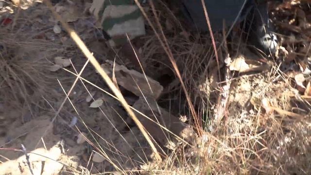 Game Scout Finds and Explains a Poacher's Line on Safari смотреть онлайн