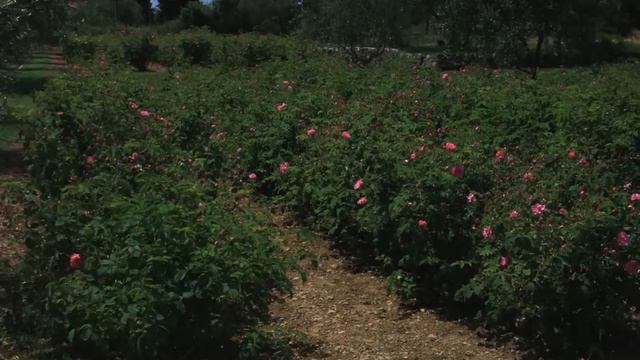 éclosion et cueilllette rose de Mai смотреть онлайн