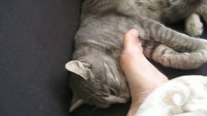 Кот вылизывает ногу