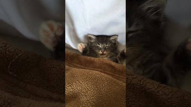 I'm trying to sleep, can you guys be quiet!? смотреть онлайн