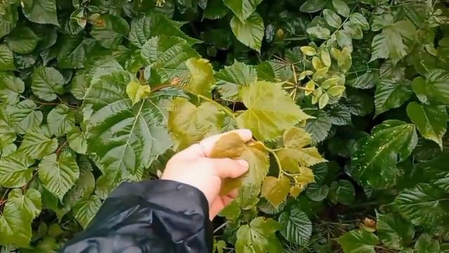  Иванов рост липы в ближнем пригороде Красноярска. ?