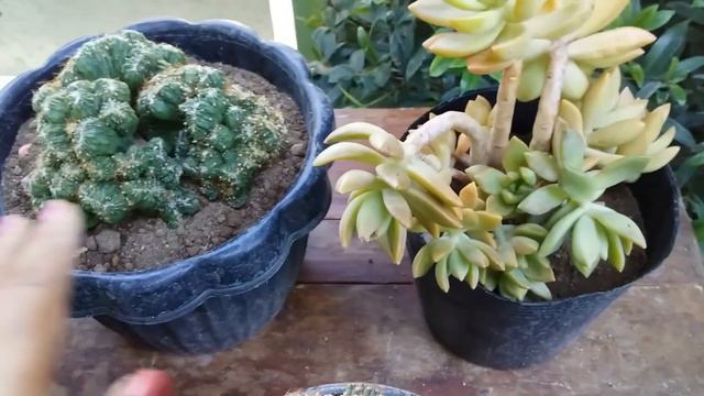 Brain Cacti Set Vid#005