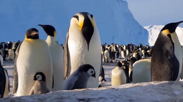 His Majesty the Emperor Penguin