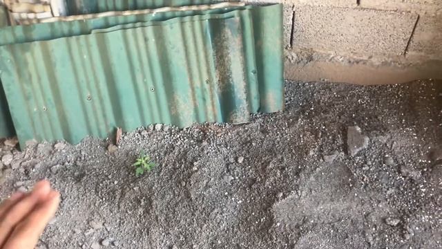 Строительные Мечты