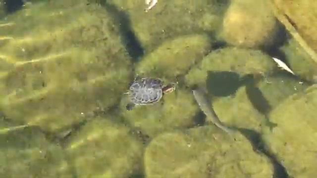 #Аргун #Чечня смотреть онлайн