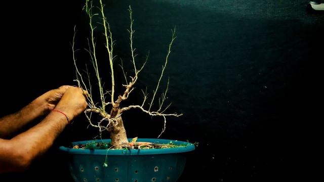 Jungle Jalebi Bonsai смотреть онлайн