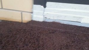 Крыльцо из бесшовной резиновой крошки | укутываем туи на зиму