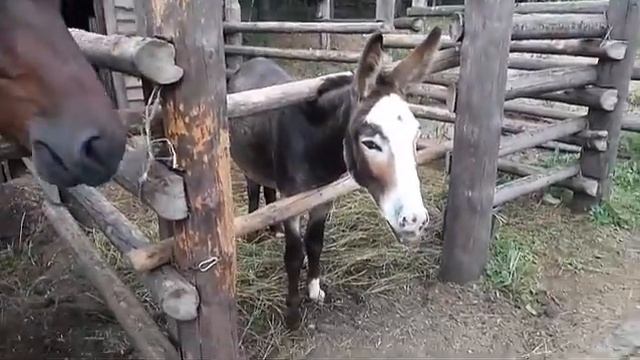 Наносы. Агроусадьба "Нарочанский уголок". смотреть онлайн