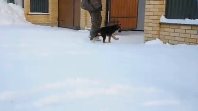 щенок немецкой овчарки смотреть онлайн
