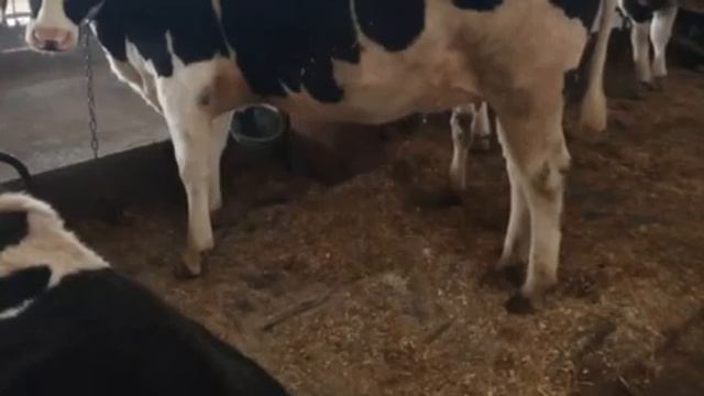 племенные нетели Черно-пестрой породы от высокоудойных матерей смотреть онлайн