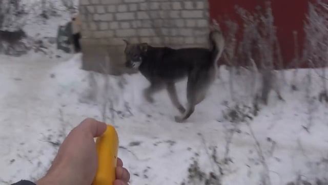 Китайский  отпугиватель   собак  работе.