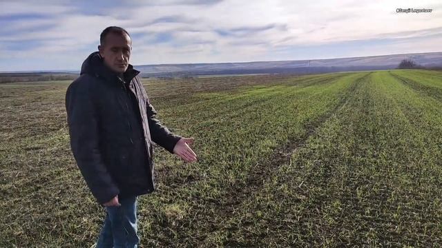 ч 2 СХОДИ пшениці з горохом на 03 12! Суцільний посів РУМ + борона "Колісниця" Без міндобрив смотреть онлайн