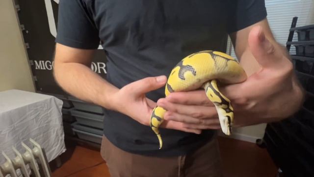 I Tour Miggy’s Morphs High End Investment Ball Python Collection | He Invested Thousands in 1 Month смотреть онлайн