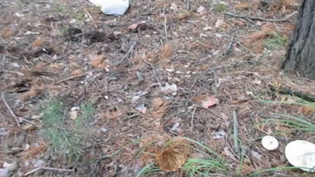 В лес за грибами))) смотреть онлайн