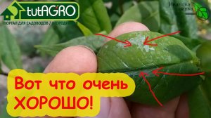 Как увеличить урожай СПОКОЙНО? ОБРАБОТАЙТЕ СЕЙЧАС ВСЕ РАСТЕНИЯ ЭТИМ СПОСОБОМ и собирайте ведрами!