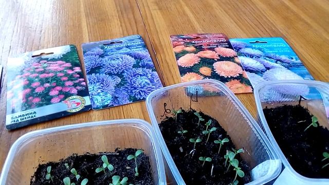 Огород для души#Астра Хризантелла обзор рассады