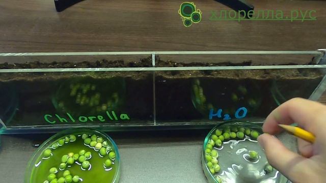 Сравнение роста гороха на хлорелле и на воде смотреть онлайн