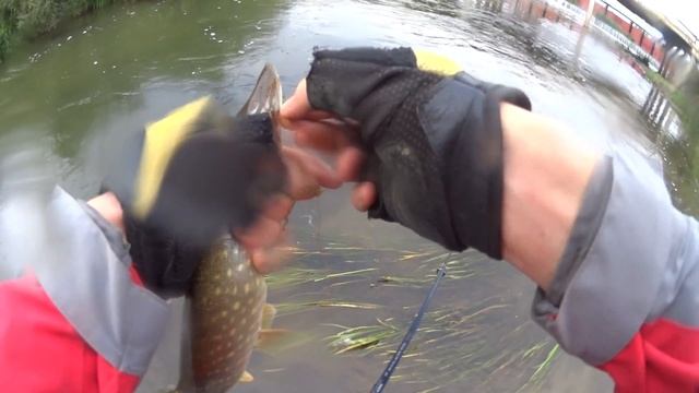 Ловля щук и окуней на червя от Berkley. Микро дроп шот и мормышинг. смотреть онлайн