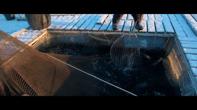 Запустили 100 кг. ФОРЕЛИ!!!! смотреть онлайн