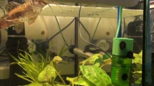 Нерестовик для сомов таракатумов. Садим таракатумов на нерест!