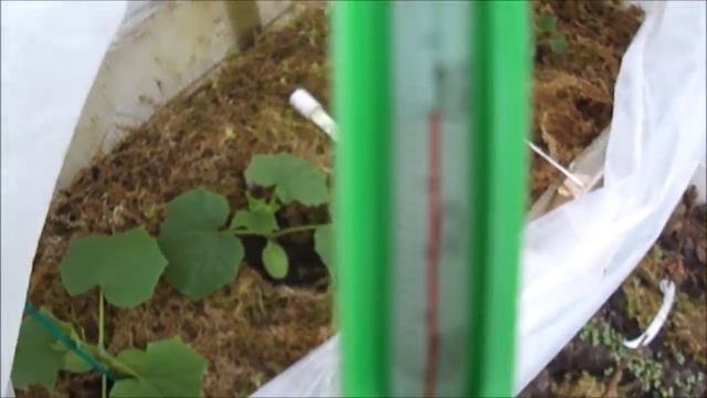 КАКАЯ ТЕМПЕРАТУРА ПОЧВЫ В ОСОБОЙ ГРЯДКЕ С ОГУРЦАМИ.  МНОГОЛЕТНИЙ  ЕГИПЕТСКИЙ ЛУК,