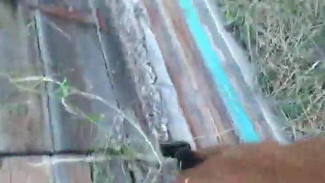 продажа козочки чешской породы 5,5 мес. смотреть онлайн