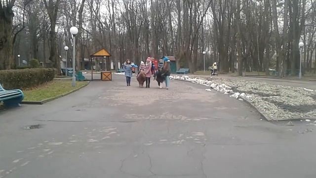 Лошадки. Пони катают детей. Horses Pony drives children. смотреть онлайн