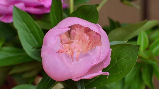 Beautiful flower - Peony - Bloom Time Lapse смотреть онлайн