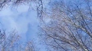 ГРАЧИ ПРИЛЕТЕЛИ, на крыльях ВЕСНУ ПРИНЕСЛИ! Весенний лес, зарисовки ПРИРОДА