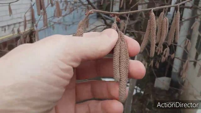 Фундук Трапезунд Киев Март 2021 смотреть онлайн