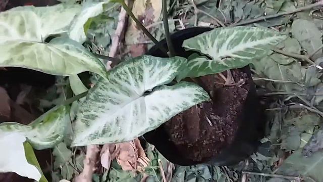 SYNGONIUM WHITE BUTTERFLY - NEON GREEN смотреть онлайн